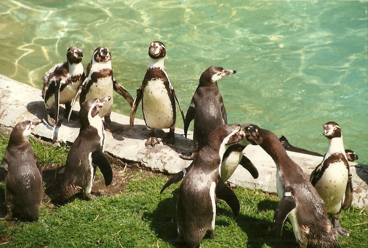 Penguins 8th June 1996