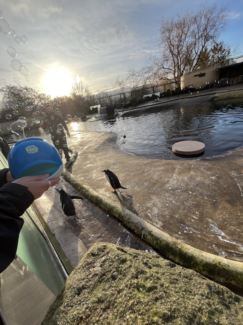 Penguins and a bubble machine 13.1.24