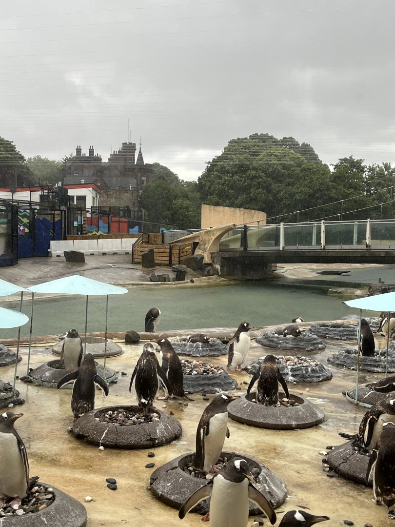 Penguins and chicks in the rain 22.6.25