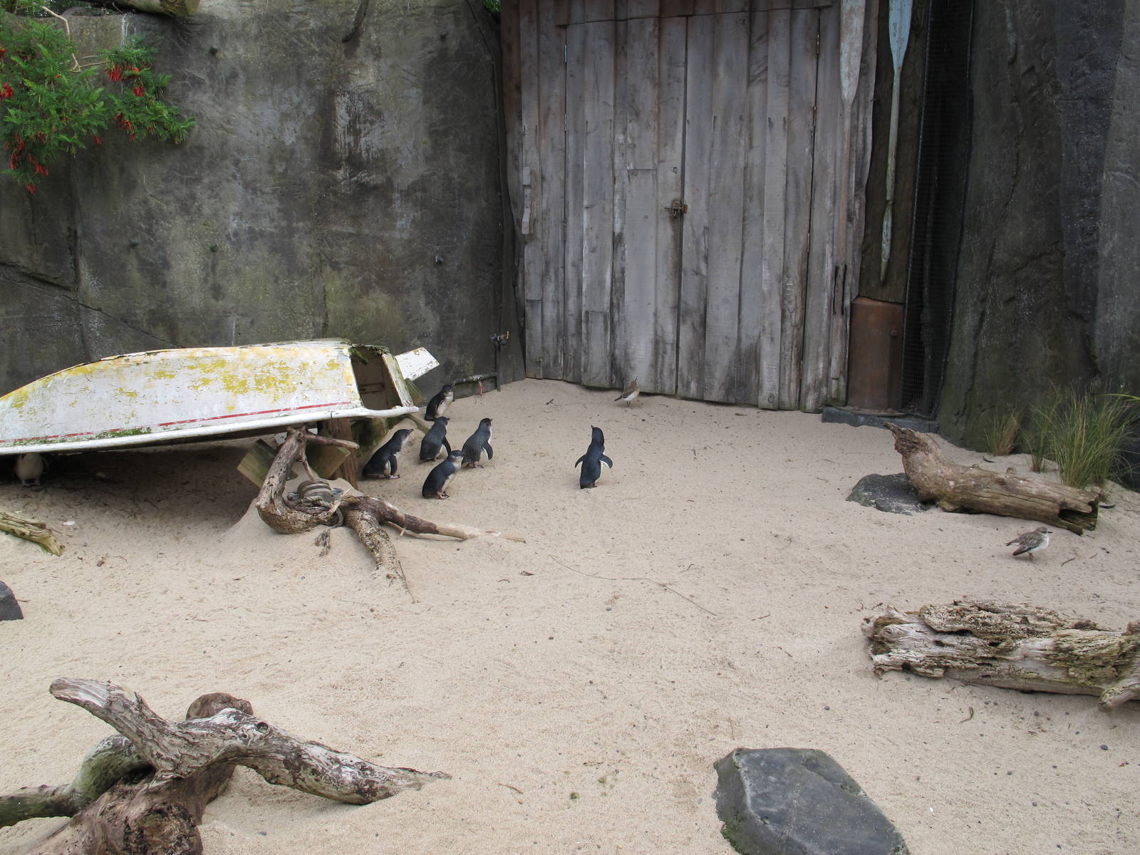 Penguins and Dotterals - Auckland Zoo 2013