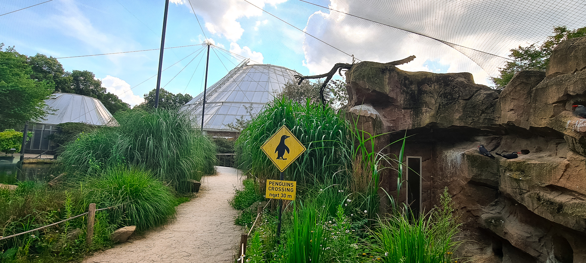 Penguins and Inca terns
