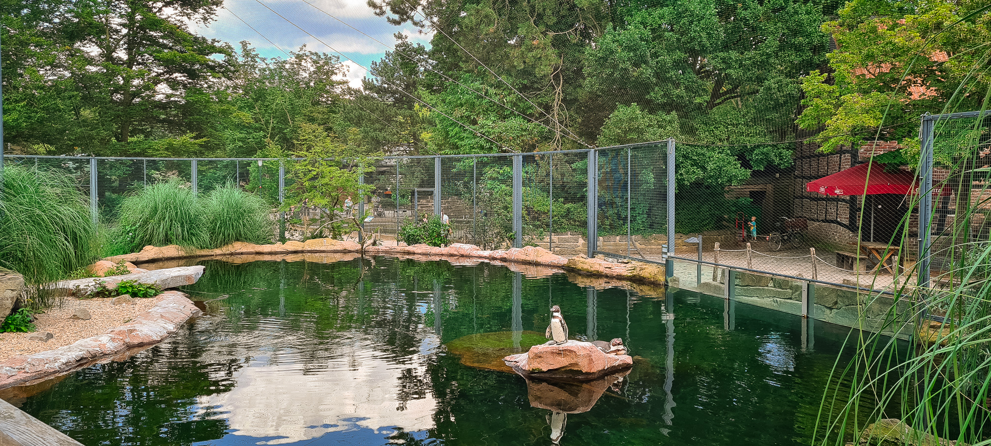 Penguins and Inca terns