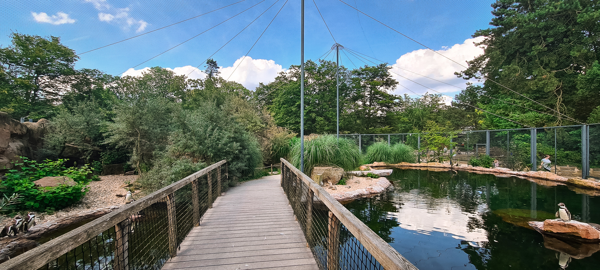 Penguins and Inca terns