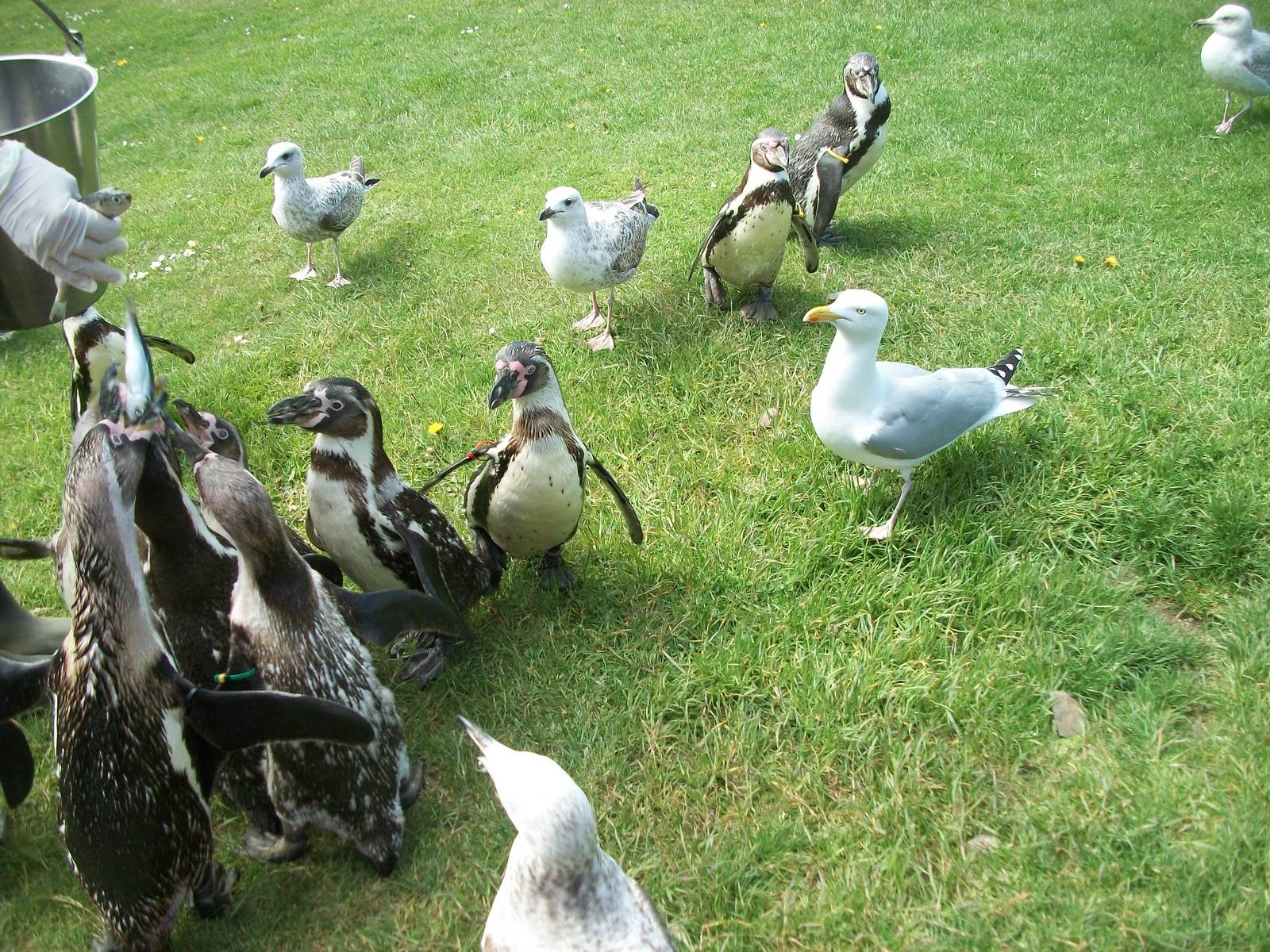 Penguins and opportunists 19th May 2013
