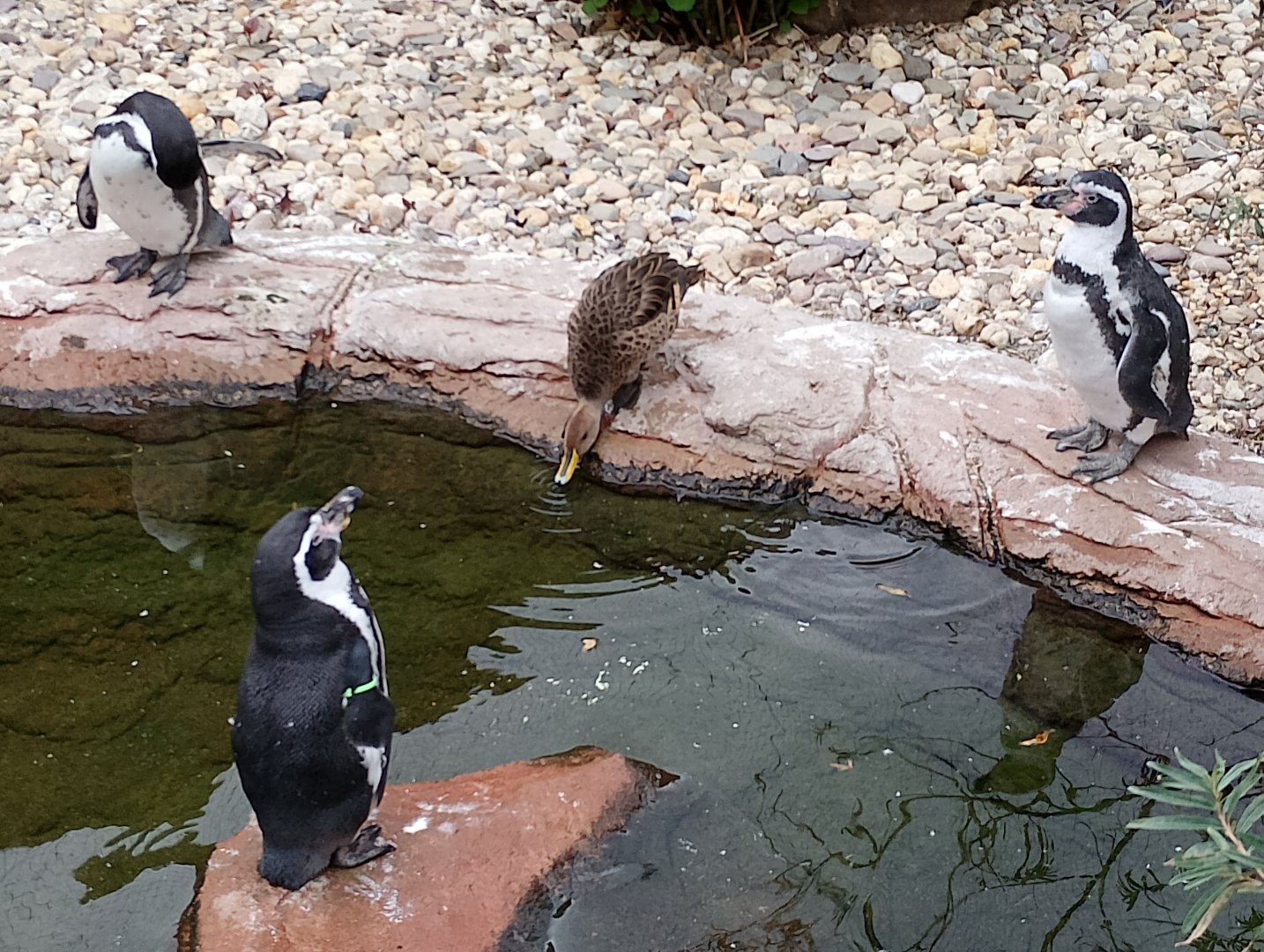 Penguins and pintail