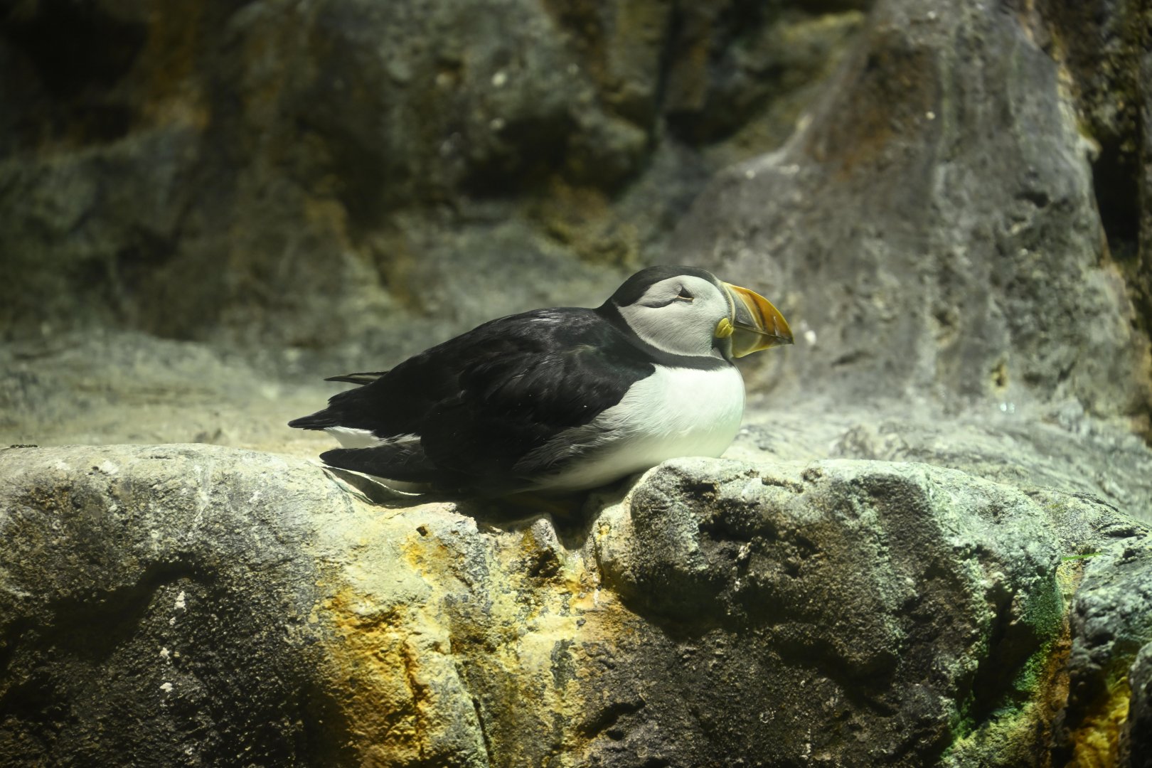 Penguins and Seabirds Building - Atlantic Puffin (Fratercula arctica)