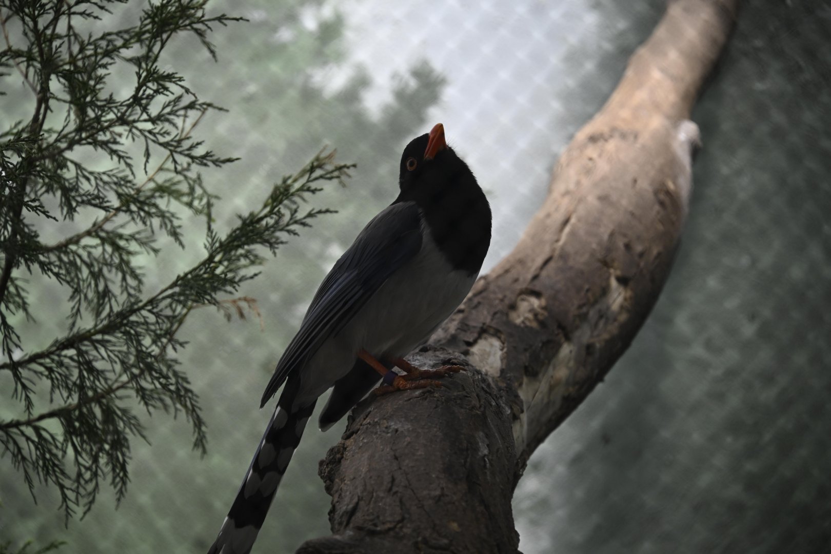 Penguins and Seabirds Building - Red-billed Blue-Magpie (Urocissa erythroryncha)