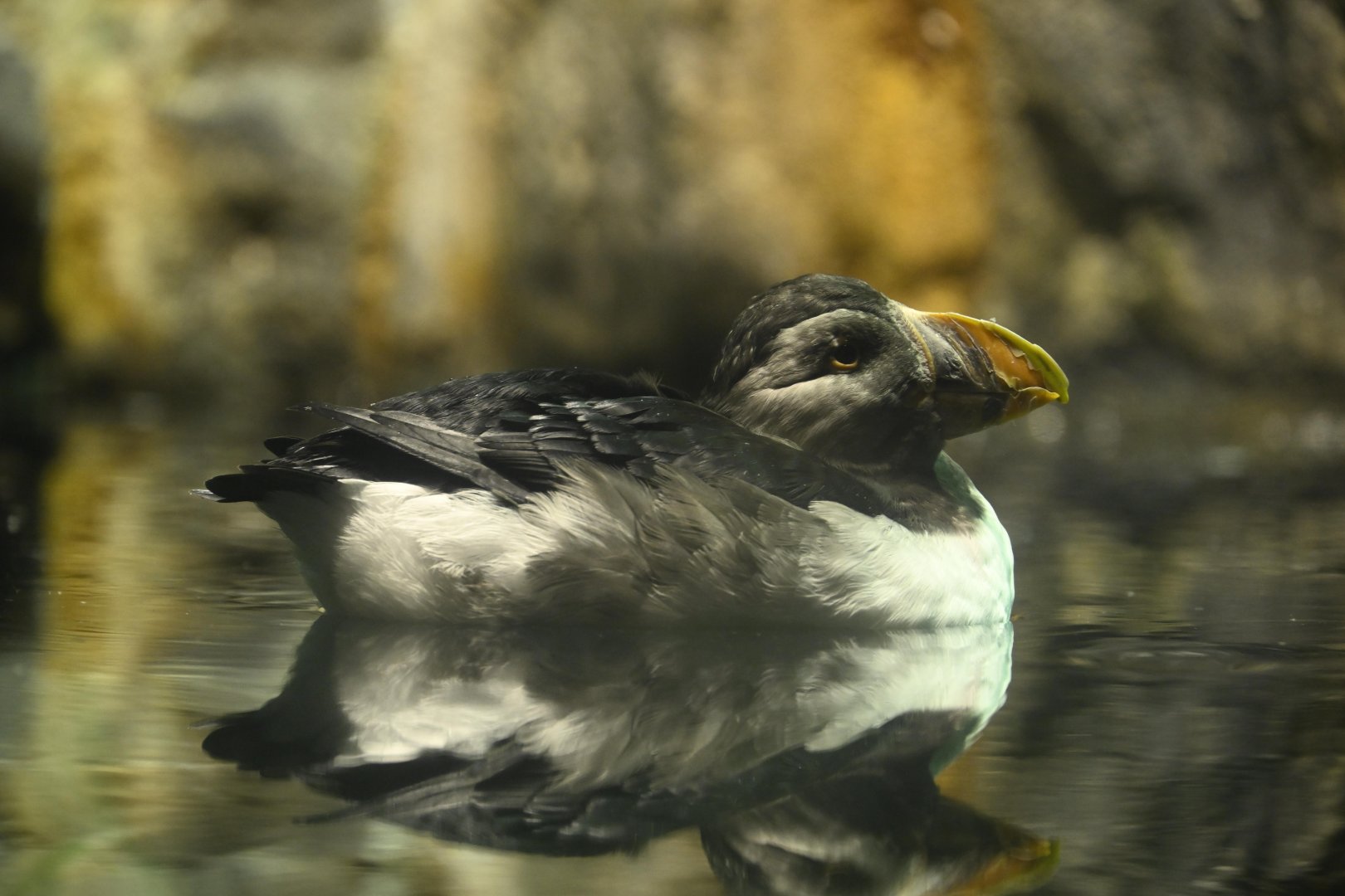 Penguins and Seabirds Exhibit - Atlantic Puffin (Fratercula arctica)