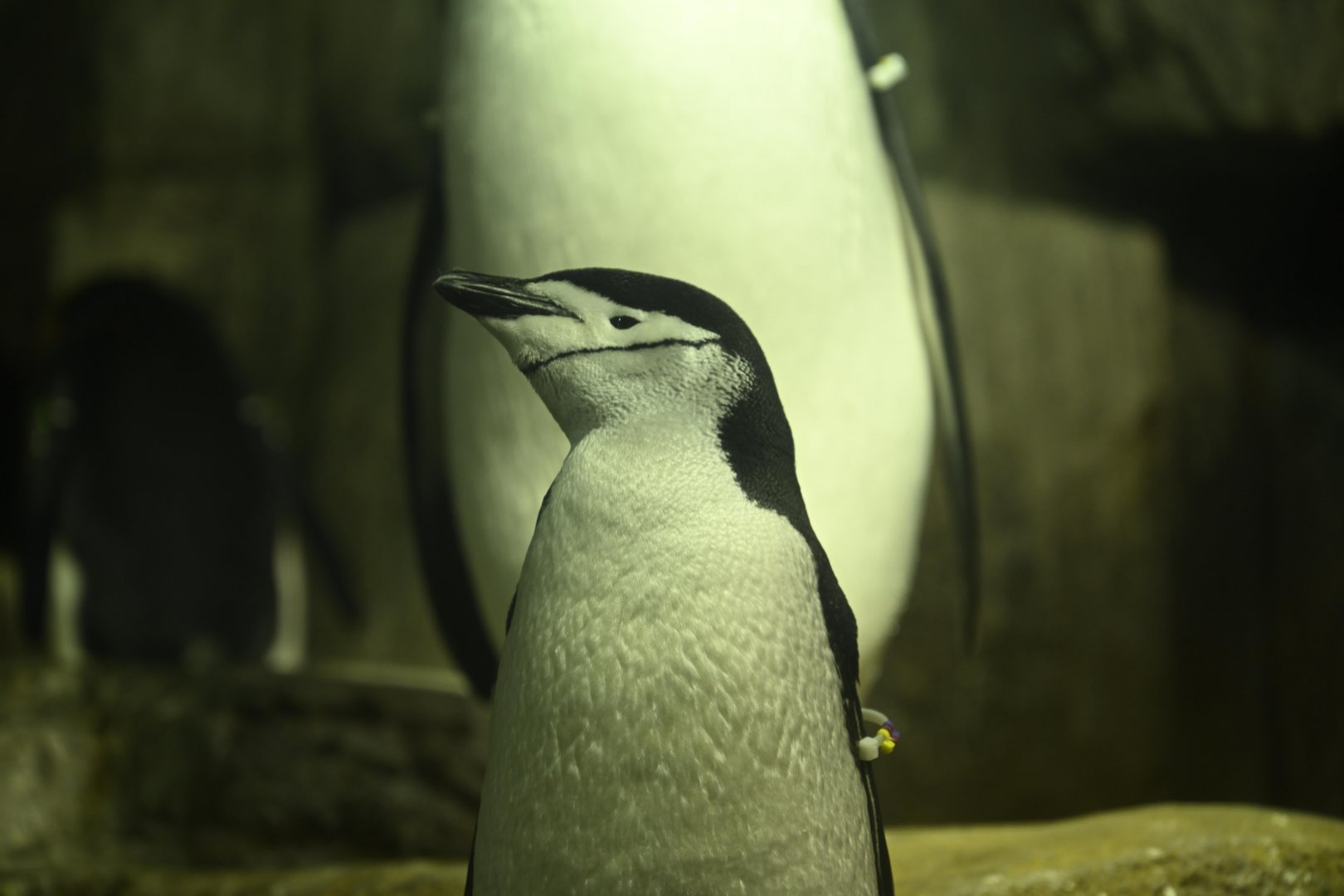 Penguins and Seabirds Exhibit - Chinstrap Penguin (Pygoscelis antarcticus)