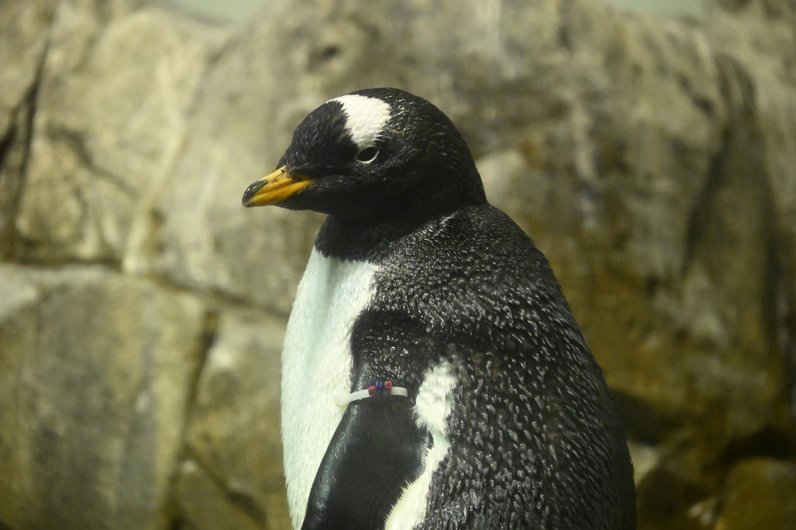 Penguins and Seabirds Exhibit - Gentoo Penguin (Pygoscelis papua)