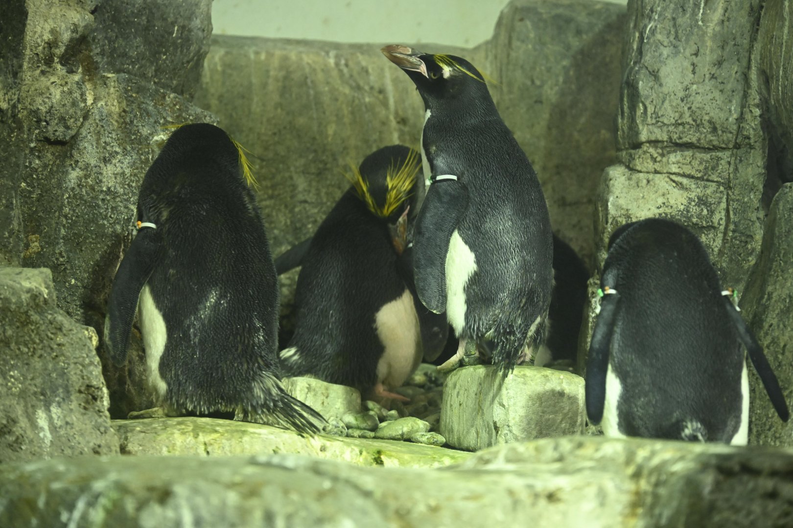 Penguins and Seabirds Exhibit - Macaroni Penguins (Eudyptes chrysolophus)