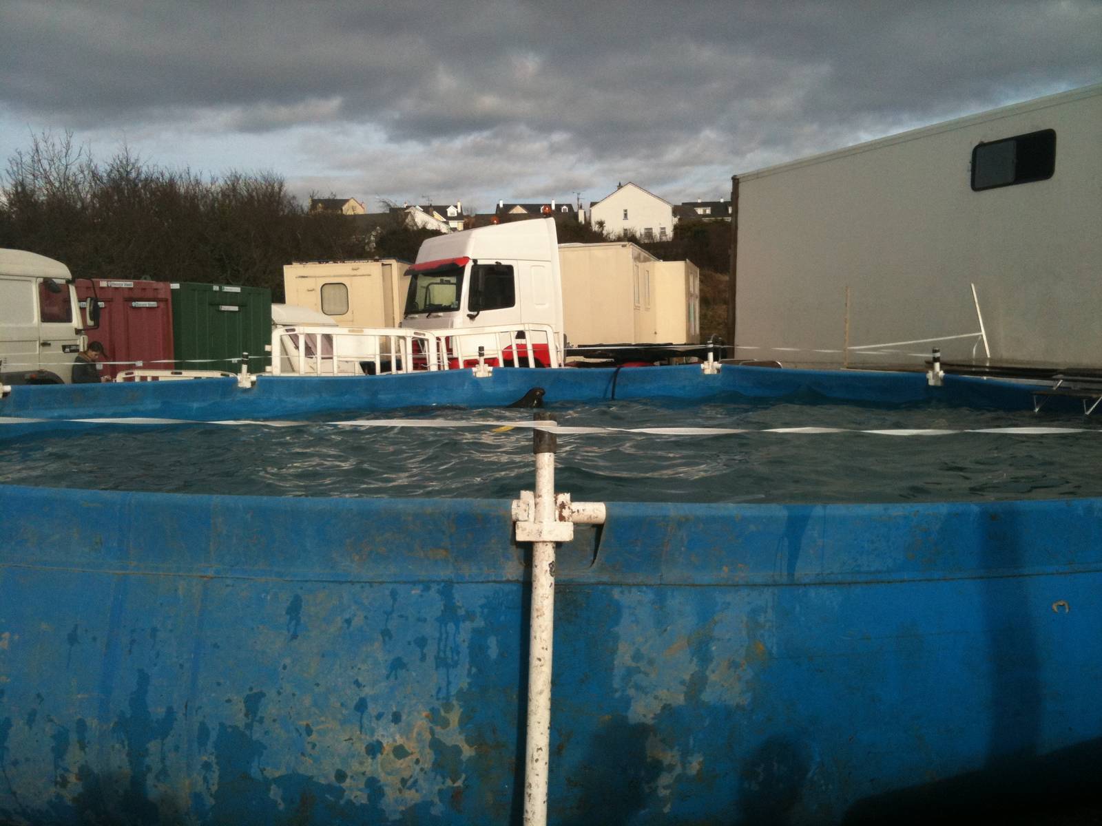 Penguins and Sealions in Circus