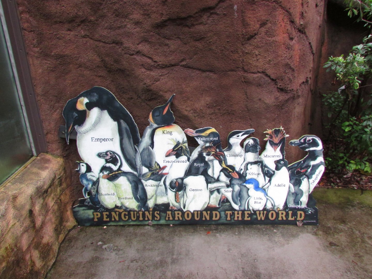 Penguins Around The World