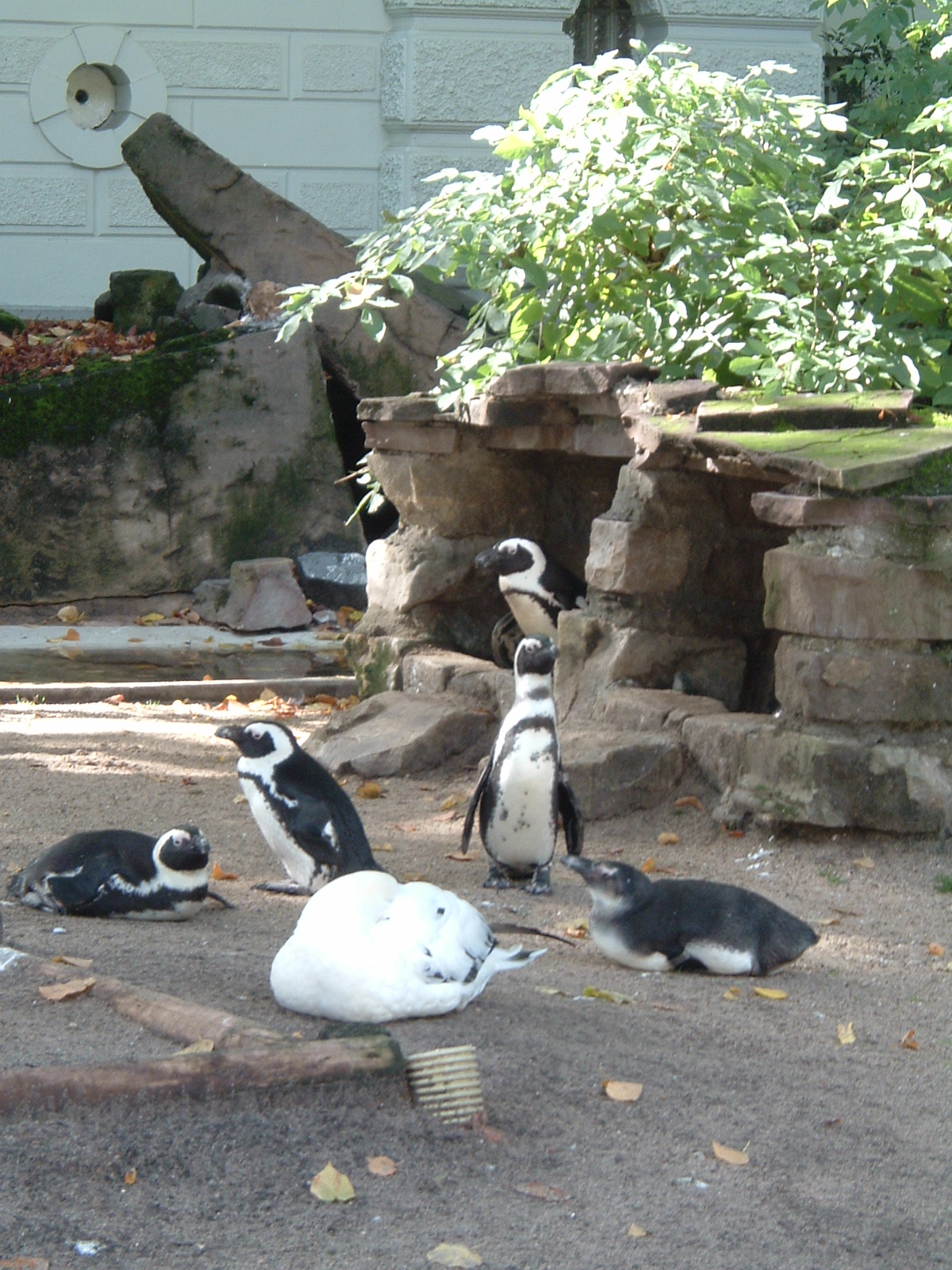Penguins at Artis Zoo, Jan 2006