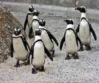 Penguins-at-Blackpool-Zoo