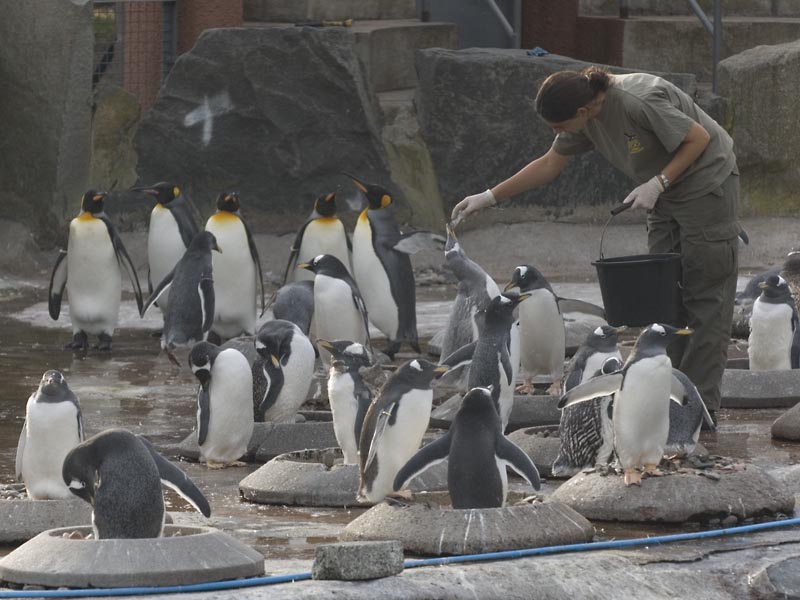 Penguins at Edinburgh