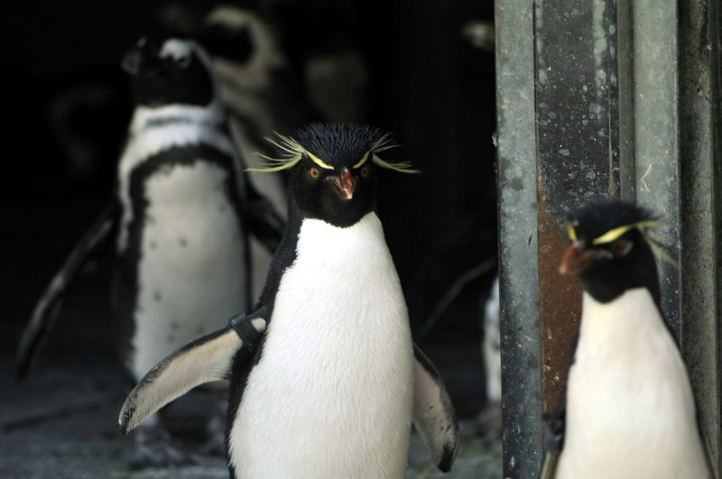 Penguins at Hannovers Yukon Bay.