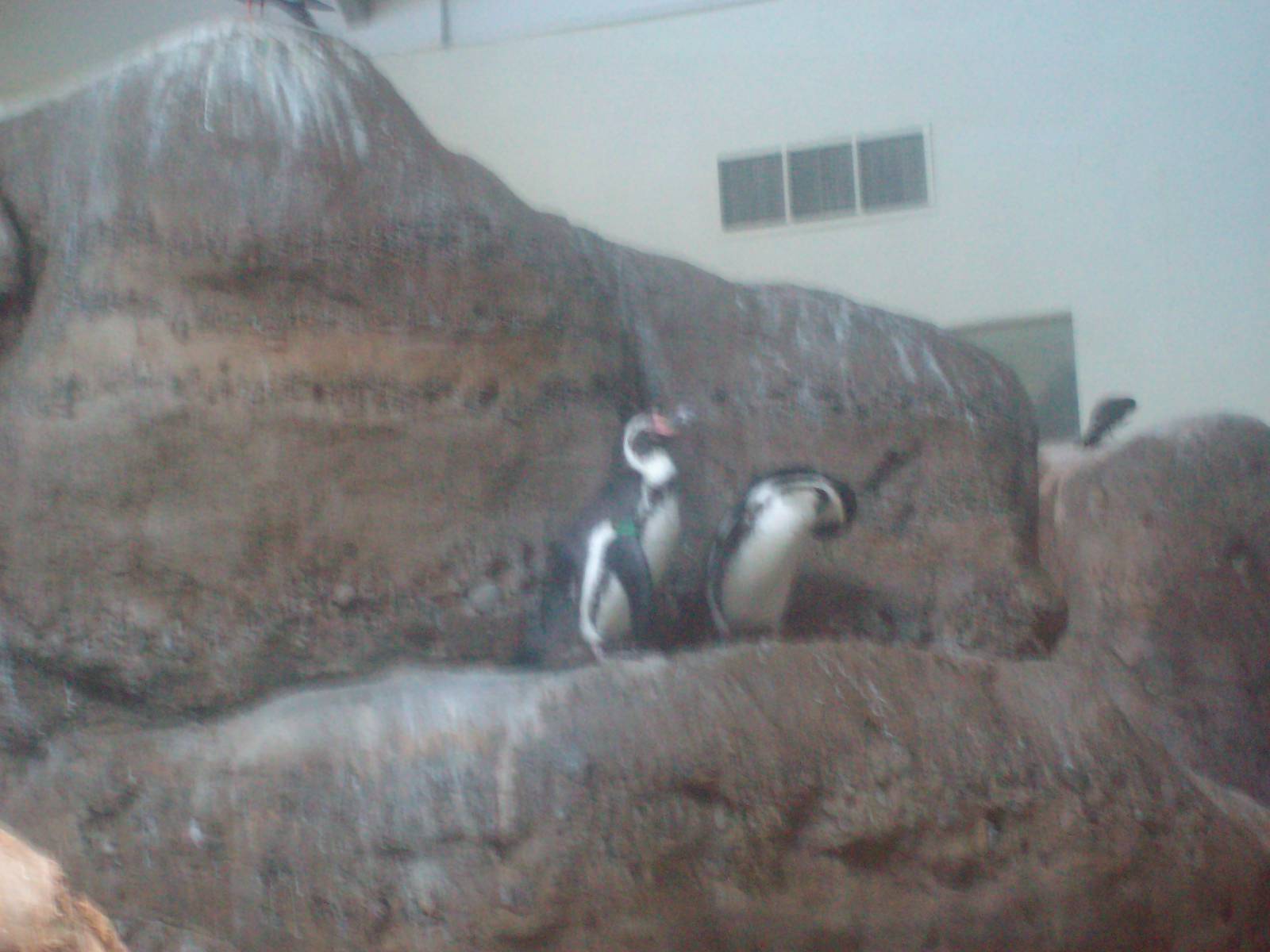 Penguins at Oregon Zoo