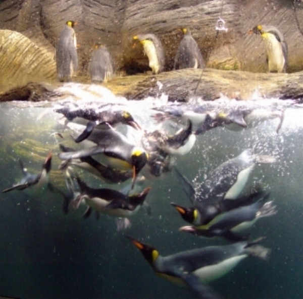 Penguins at the Antwerp Zoo.