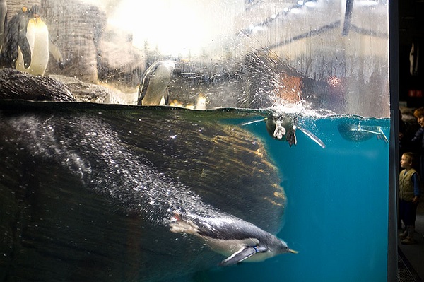 Penguins at the Antwerp Zoo.