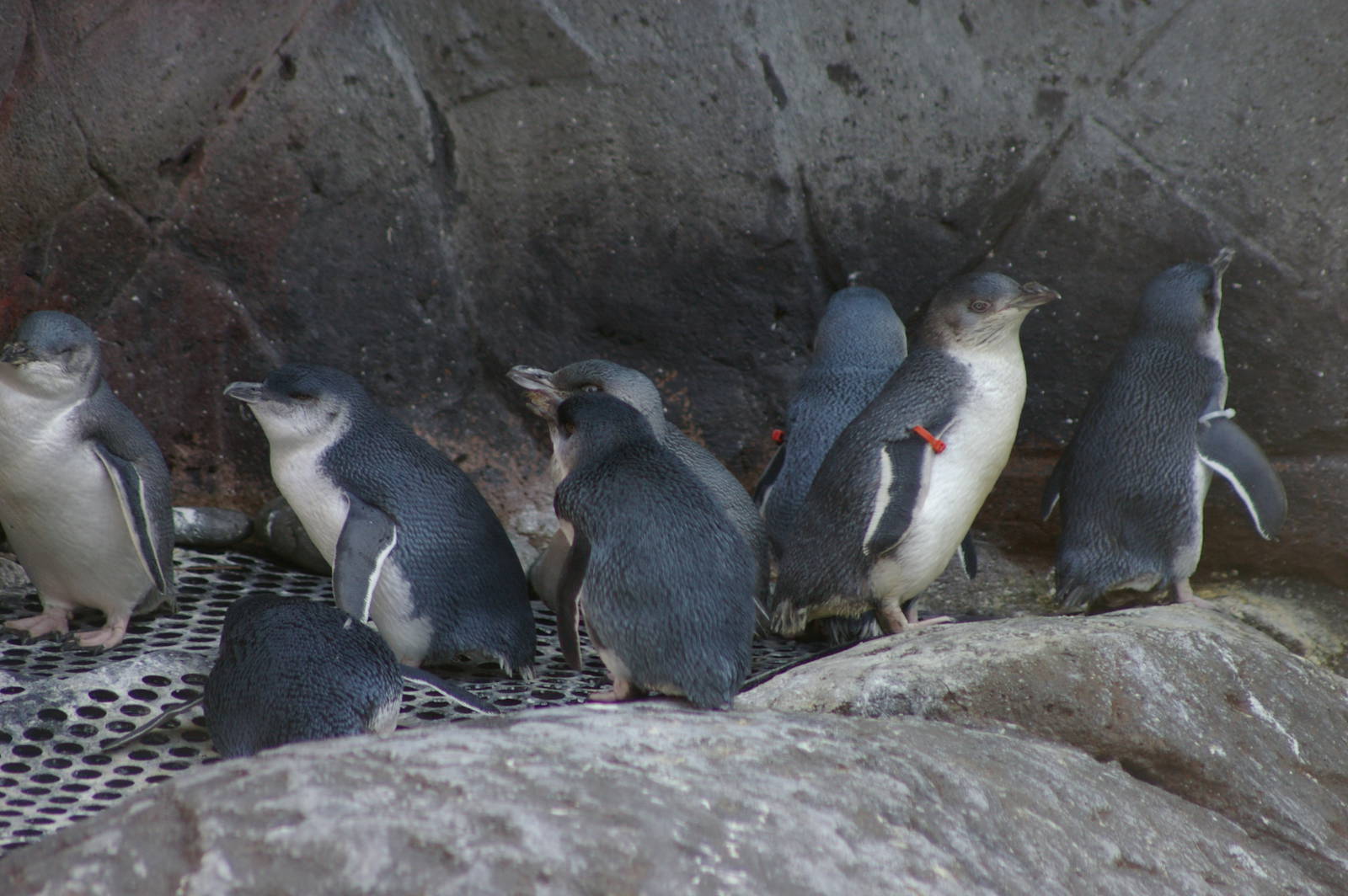 penguins at the International Antarctic Centre