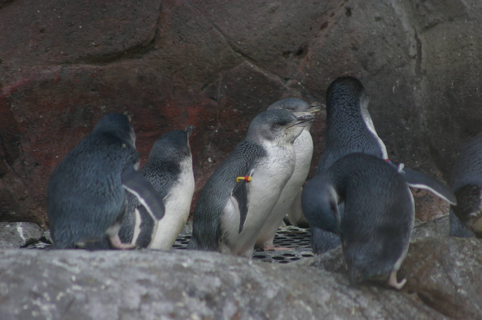 penguins at the International Antarctic Centre
