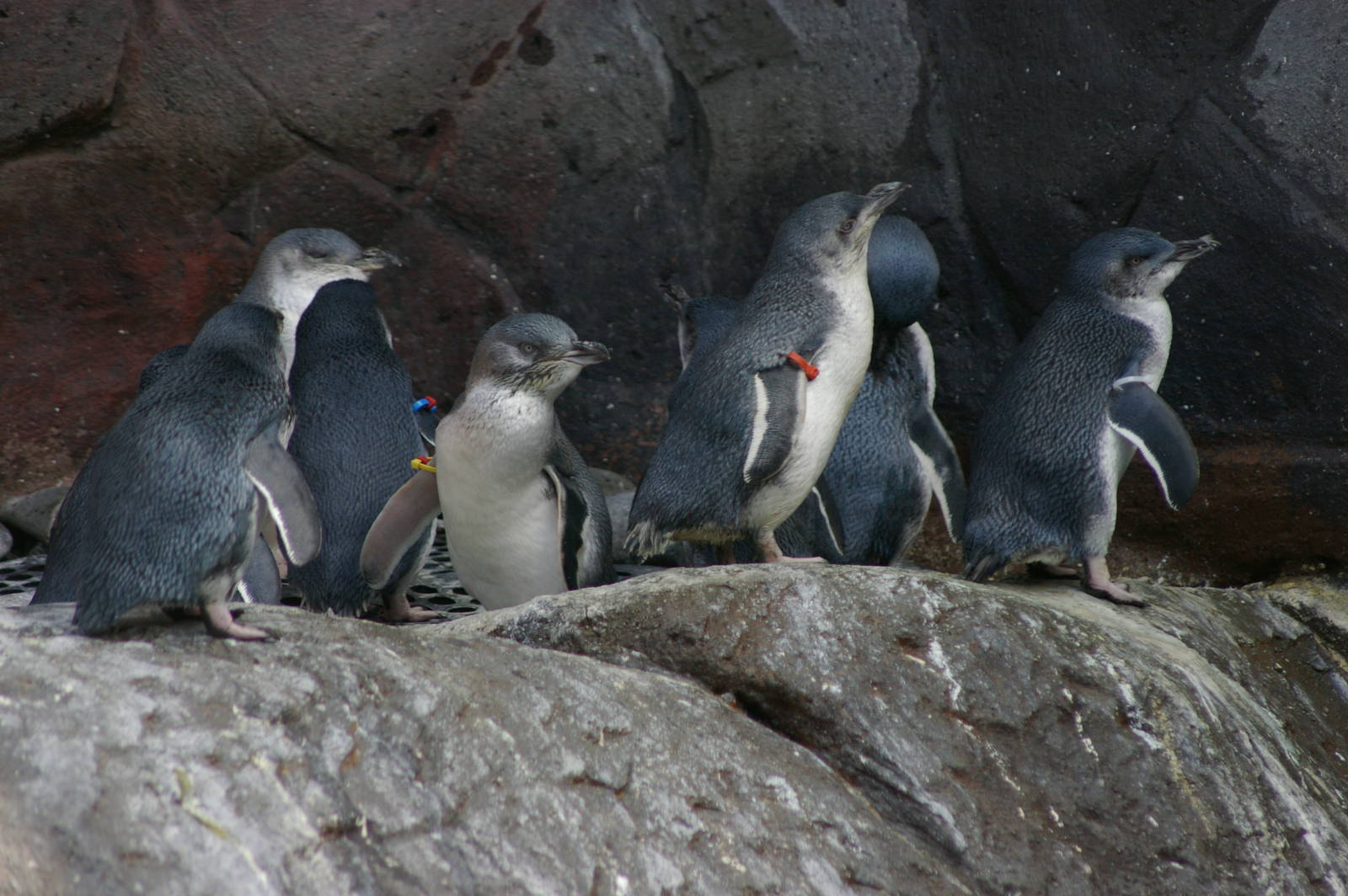 penguins at the International Antarctic Centre
