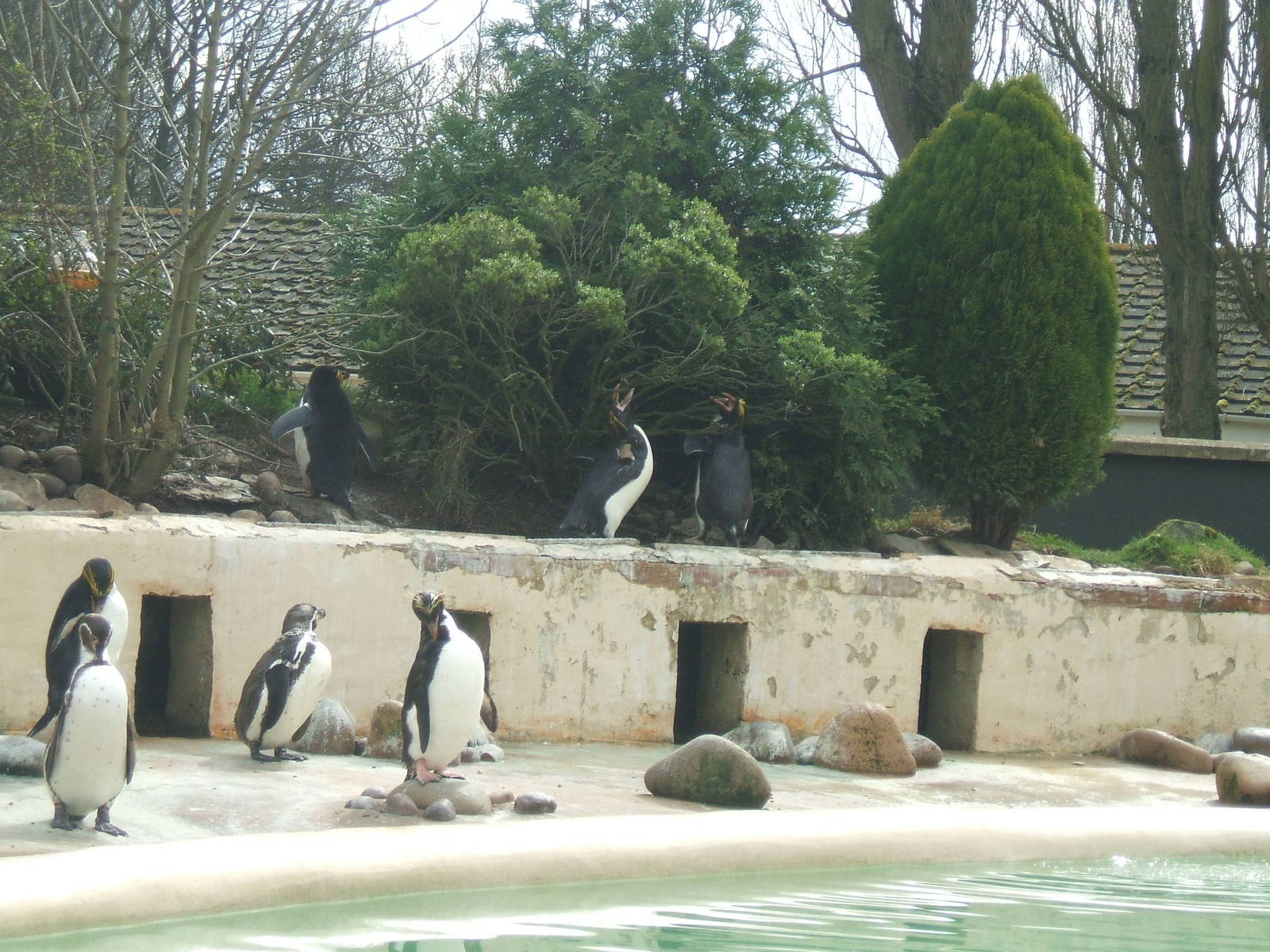 Penguins at Twycross