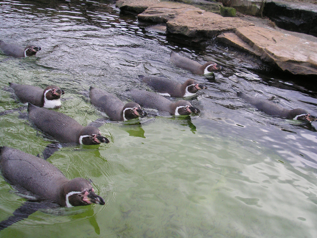 Penguins, Berlin Zoo, Feb 2007