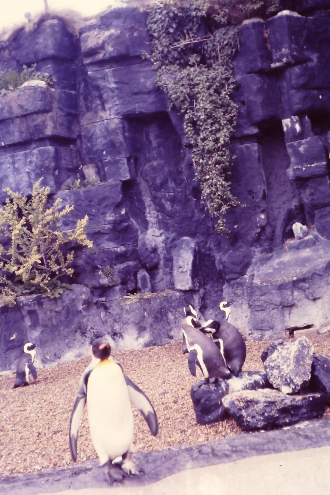 Penguins Bristol Zoo 1st October 1986