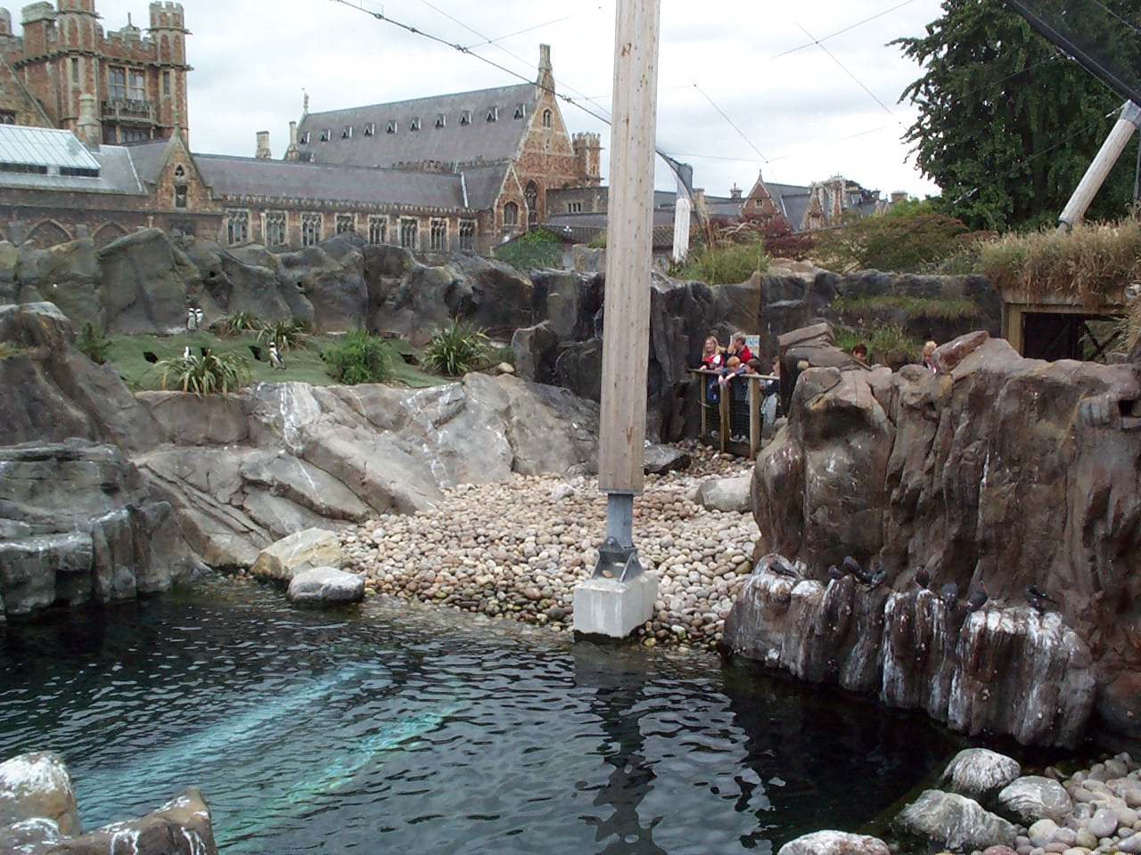 penguins coasts beach  july 2000