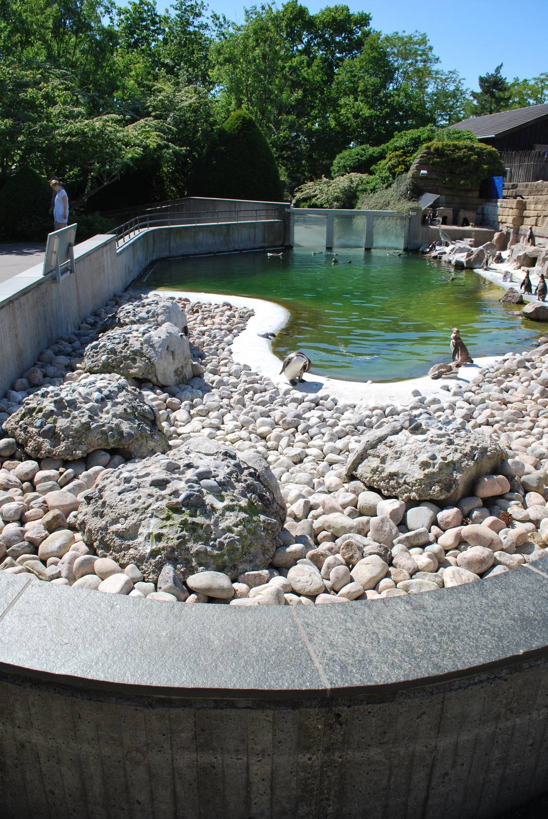 Penguins, Copenhagen Zoo June 2009, (pic 5 of 5)