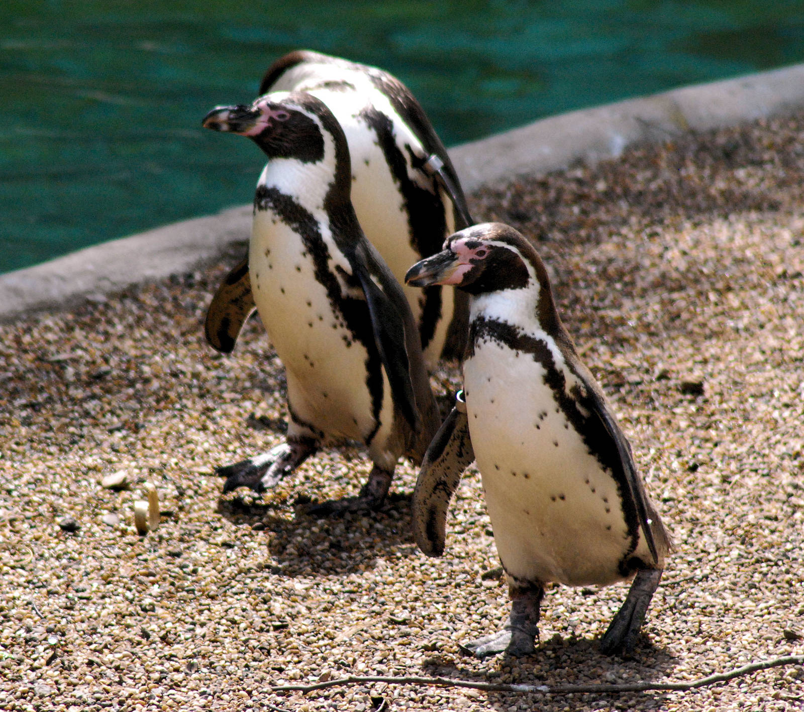 Penguins - Humboldts