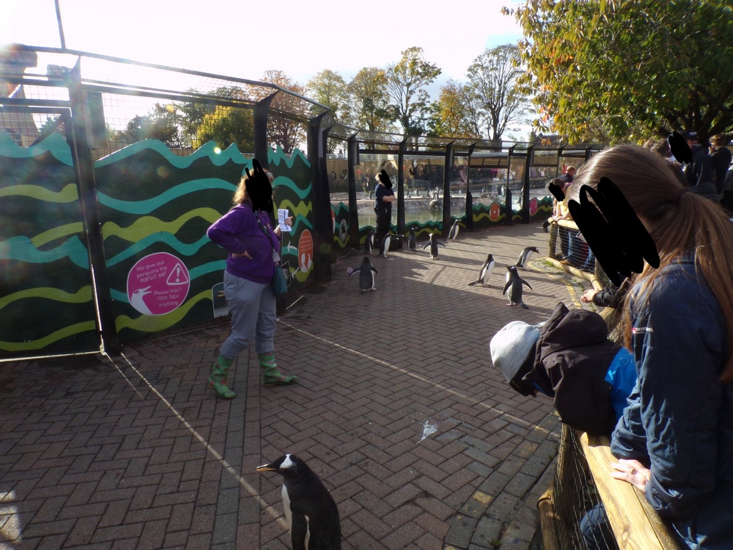 Penguins in new parade area 17.10.24