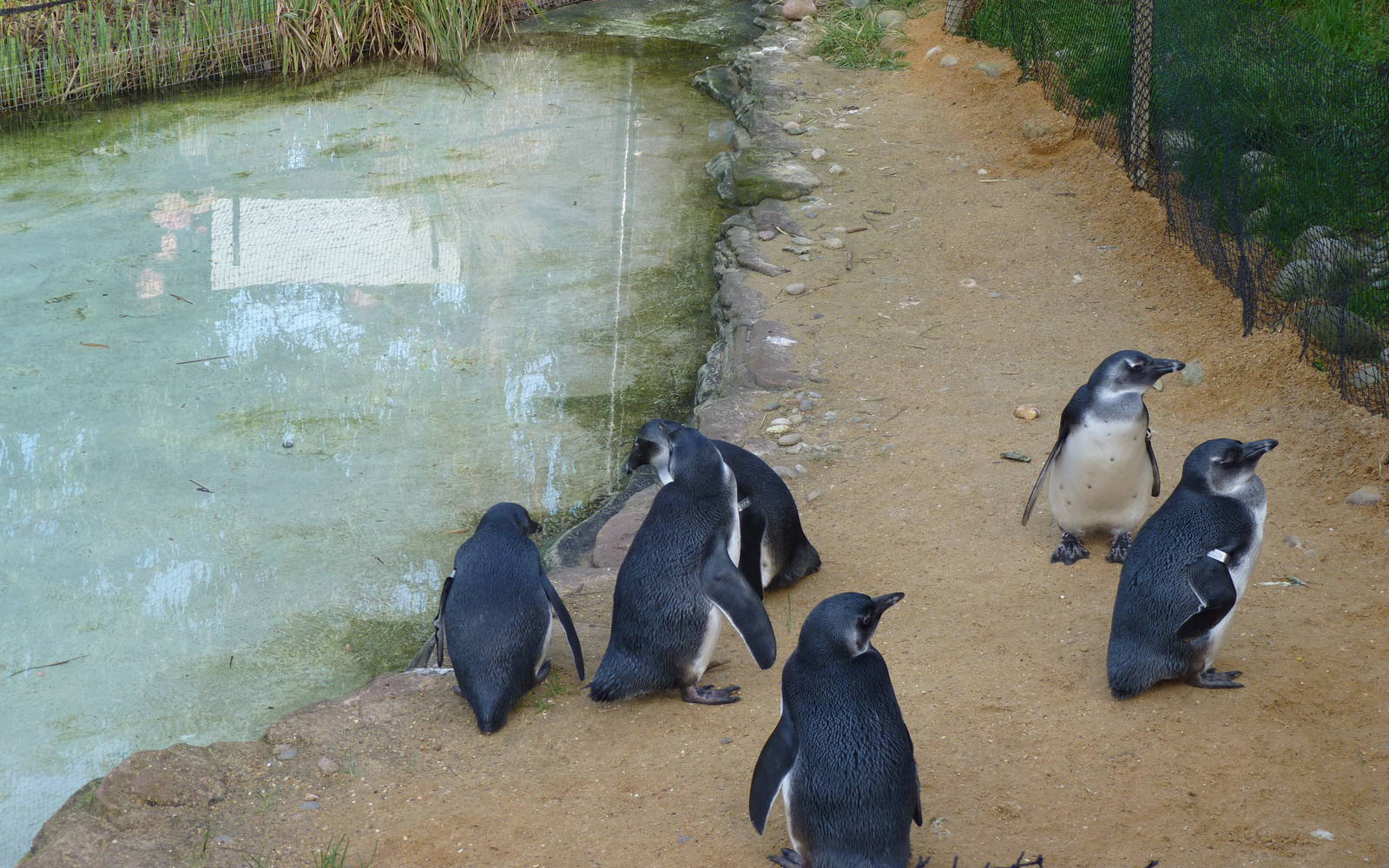 Penguins in the African Bird Safari