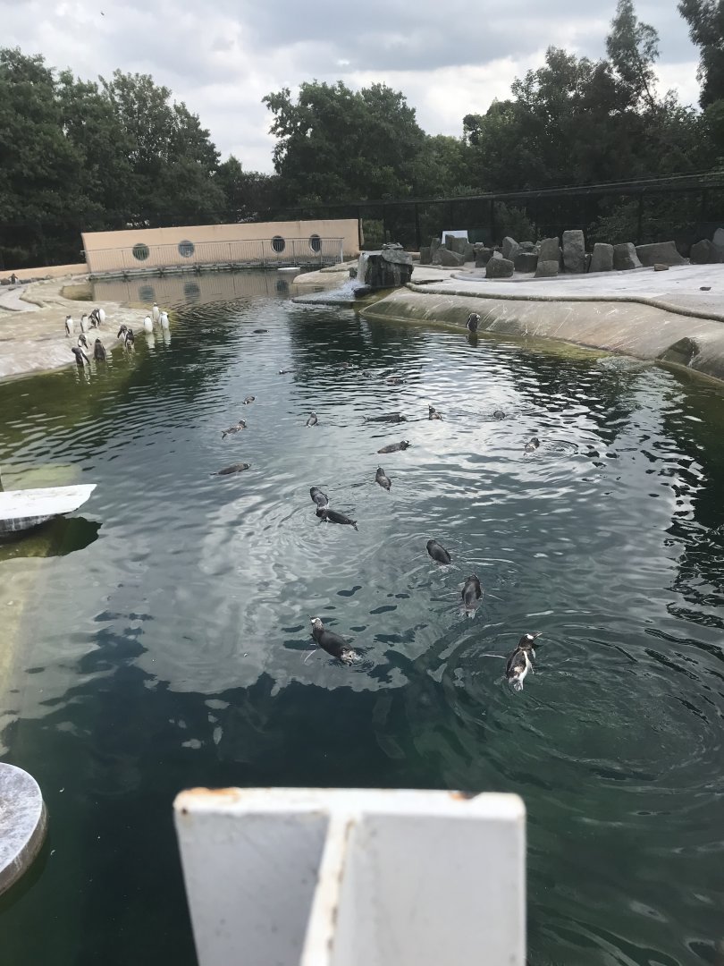 Penguins in the pool