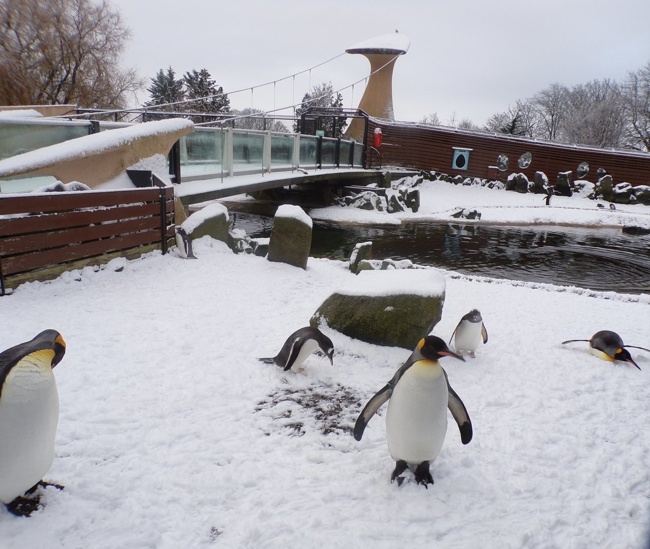 Penguins in the snow