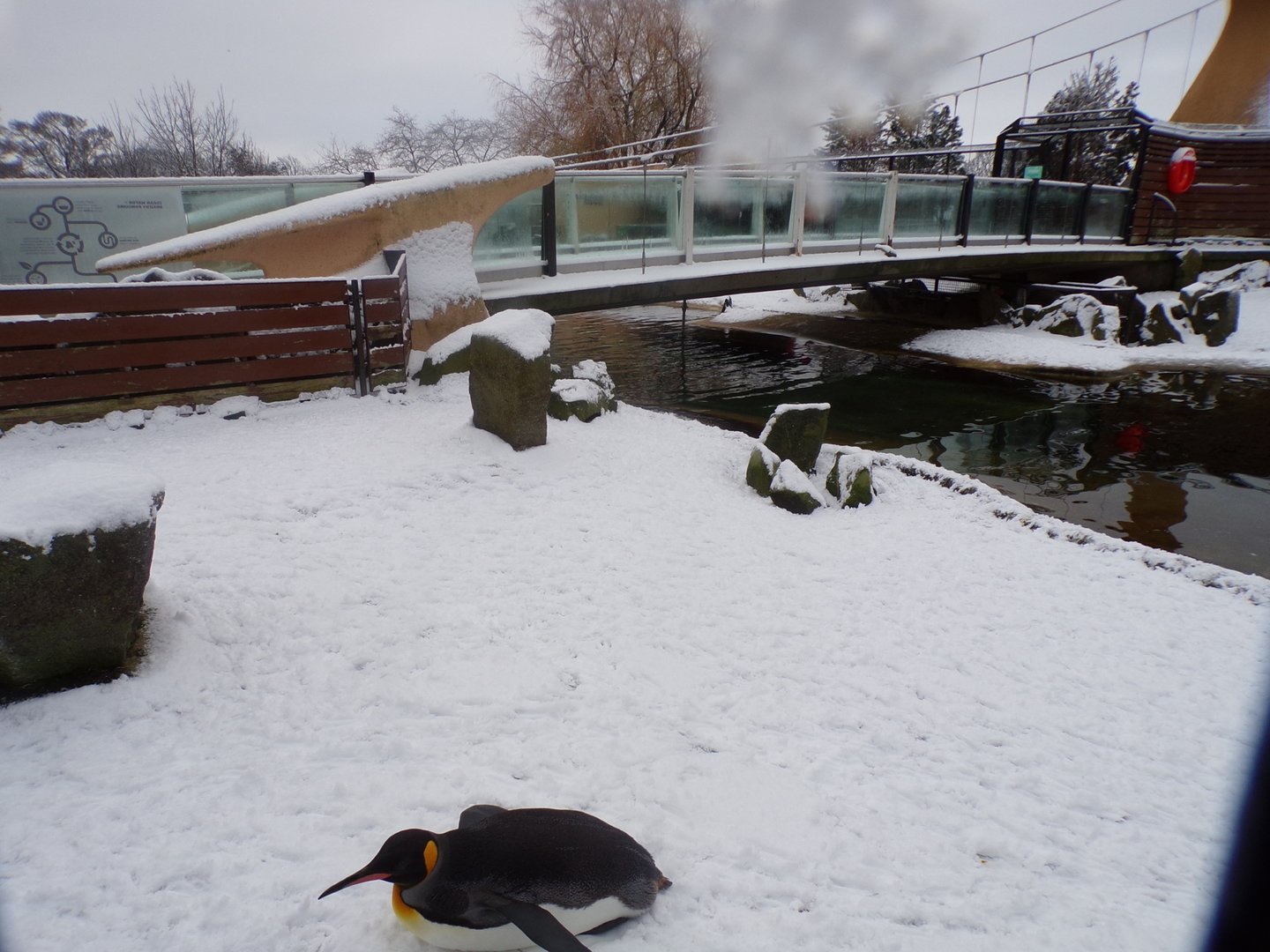 Penguins in the snow