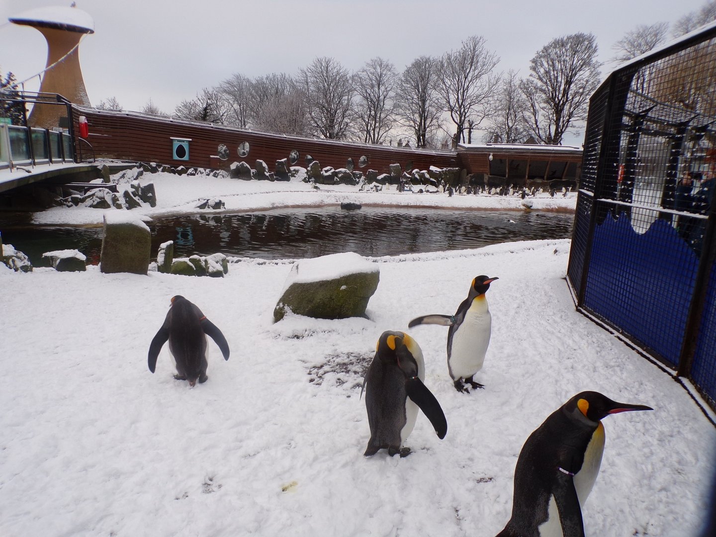 Penguins in the snow