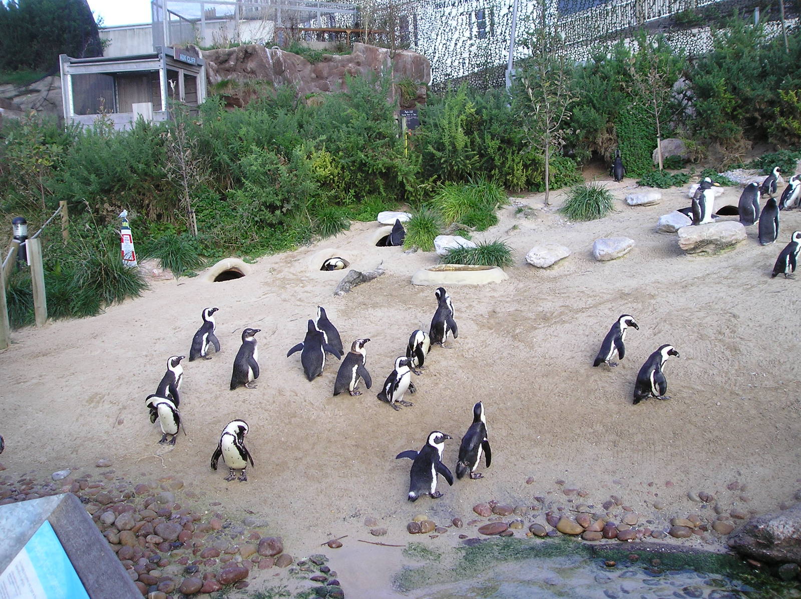 Penguins - Livingcoasts 06