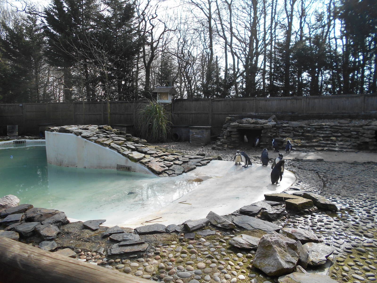 Penguins - March 11th 2016