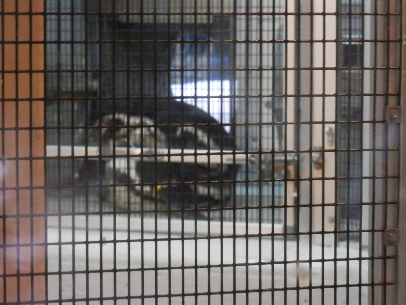 Penguins mating inside