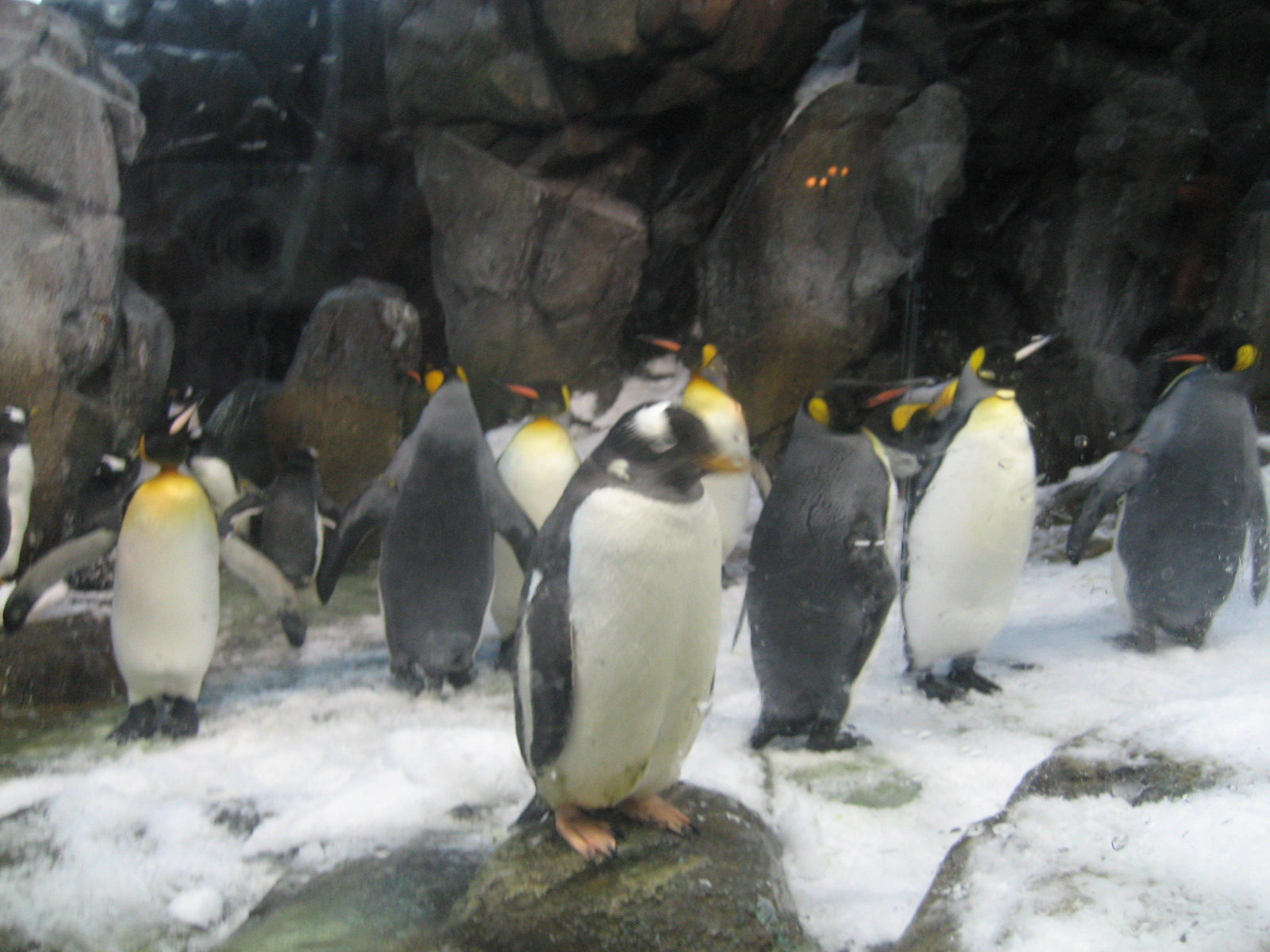Penguins - Odense Zoo