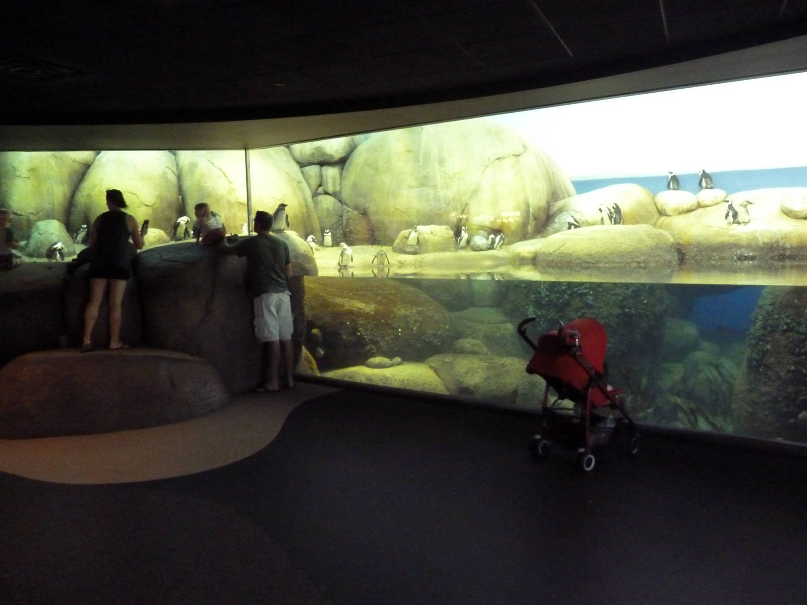 Penguins of the African Coast - New in 2011