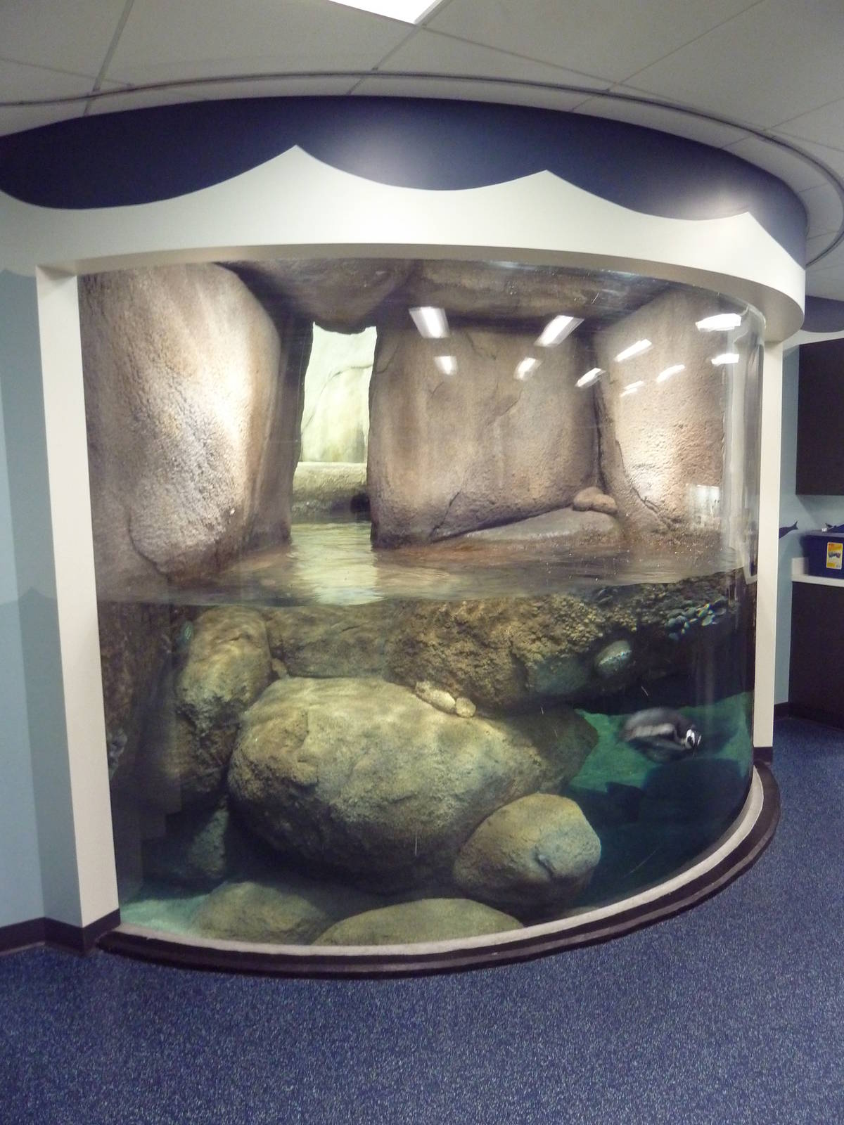 Penguins of the African Coast - New in 2011