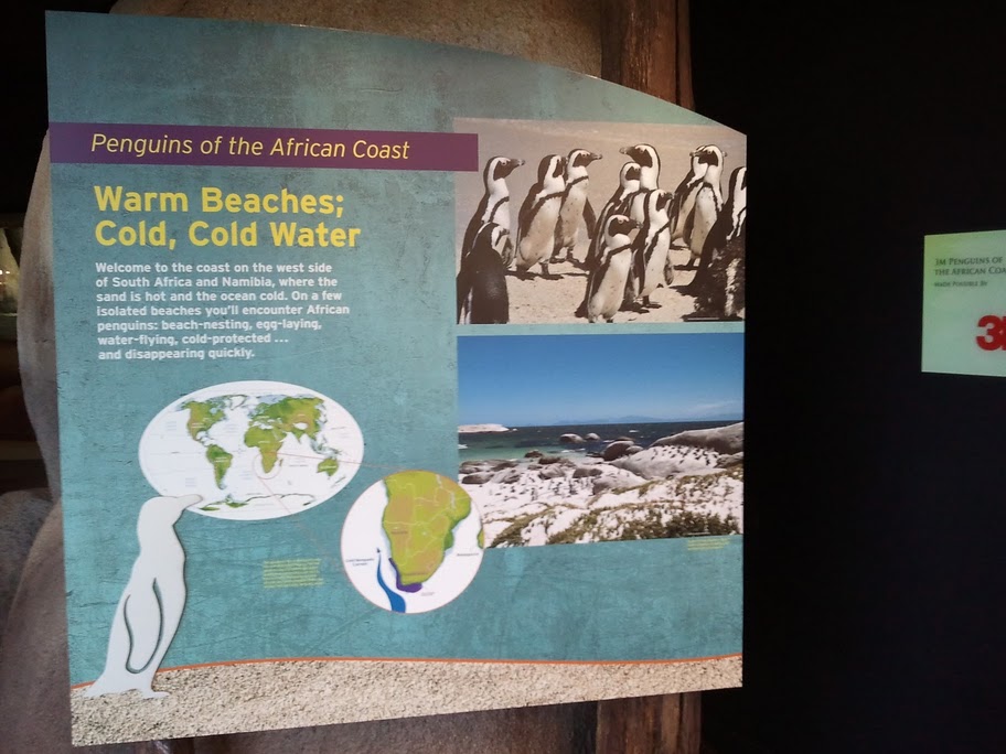 Penguins of the African coast