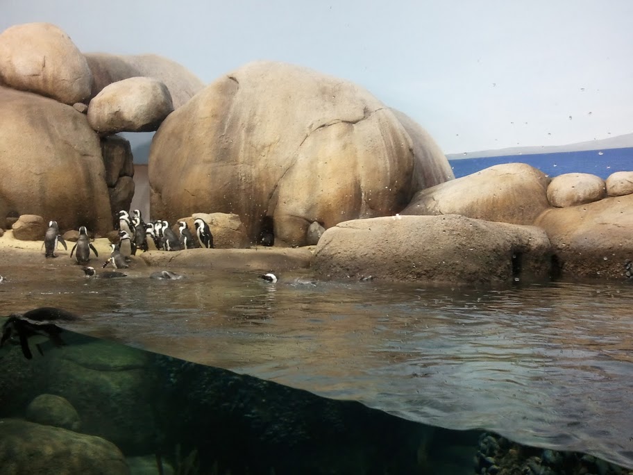 Penguins of the African coast