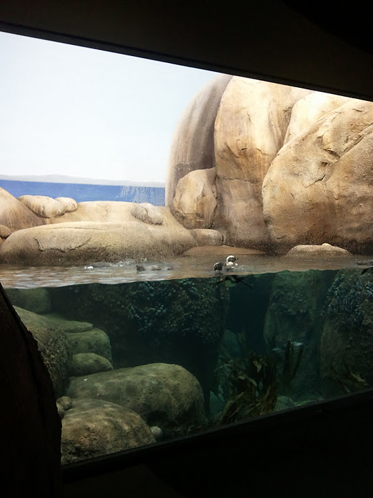 Penguins of the African coast