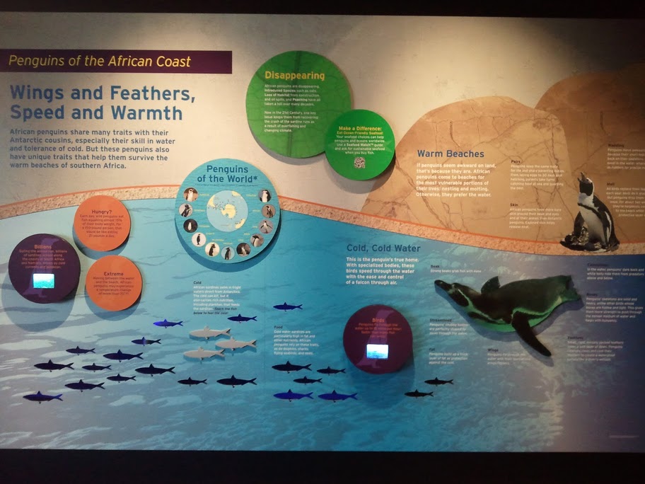 Penguins of the African coast