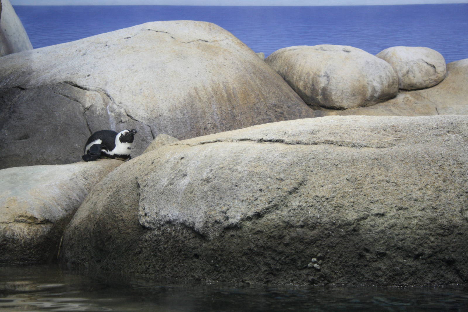 Penguins of the African Coast